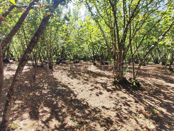 terreno agricolo in vendita a Montefredane