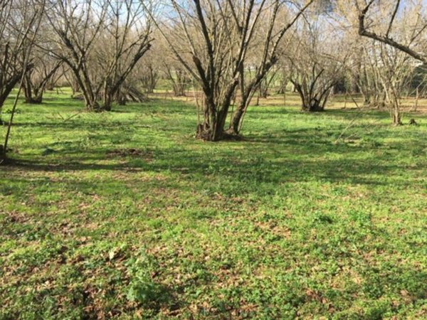 terreno agricolo in vendita a Montefredane in zona Arcella