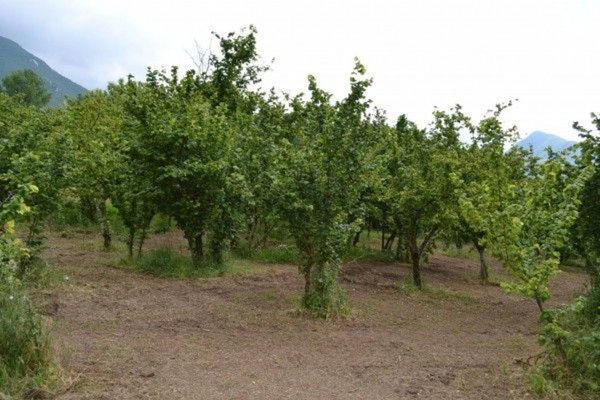 terreno agricolo in vendita a Montefredane