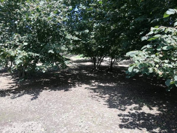 terreno agricolo in vendita a Montefredane