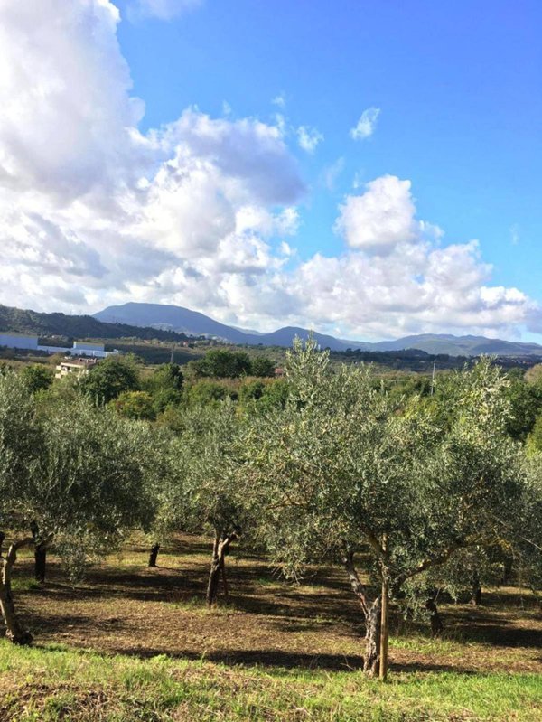 terreno agricolo in vendita a Montefredane in zona Alimata