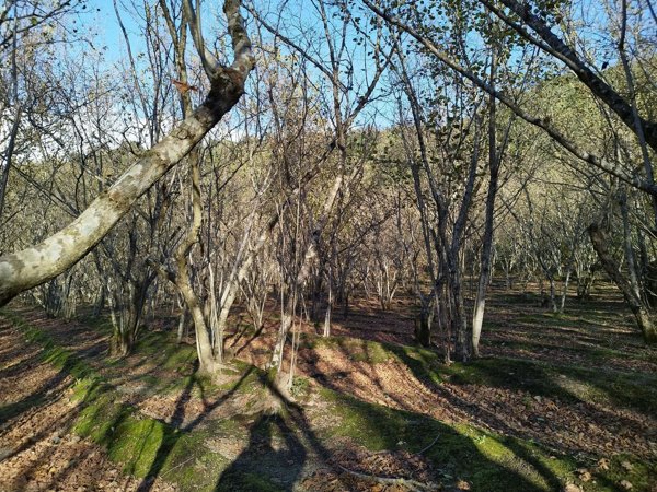 terreno agricolo in vendita a Montefredane