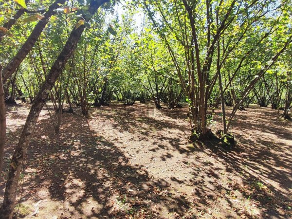 terreno agricolo in vendita a Montefredane in zona Boscomagliano