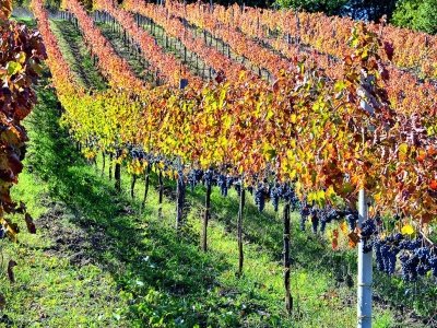 terreno agricolo in vendita a Montella
