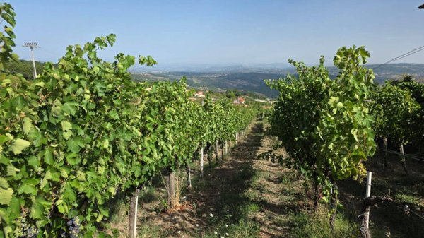 terreno agricolo in vendita a Montemarano
