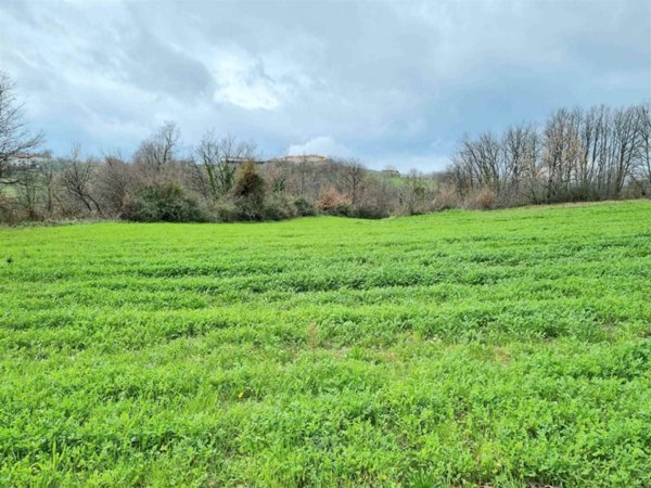 terreno agricolo in vendita a Montemiletto