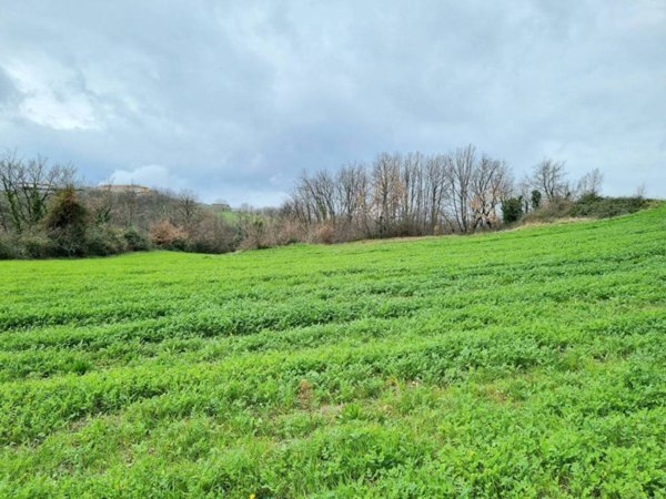 terreno agricolo in vendita a Montemiletto