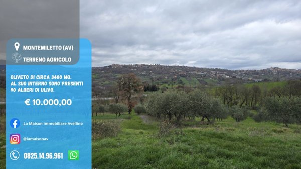 terreno agricolo in vendita a Montemiletto