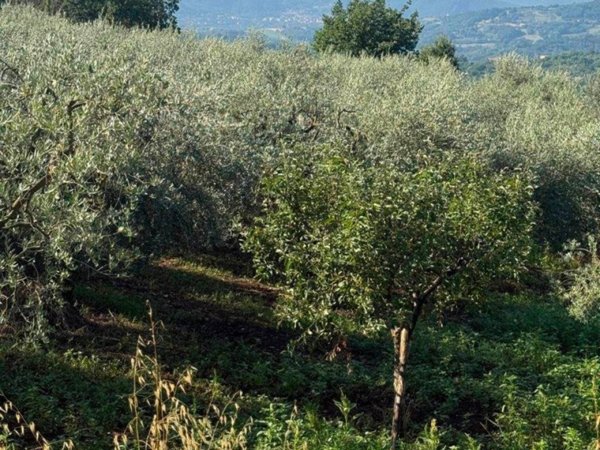 terreno agricolo in vendita a Montemiletto
