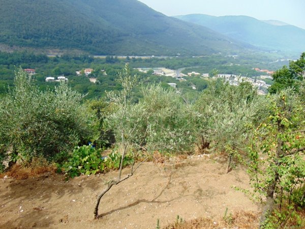 terreno agricolo in vendita a Mugnano del Cardinale