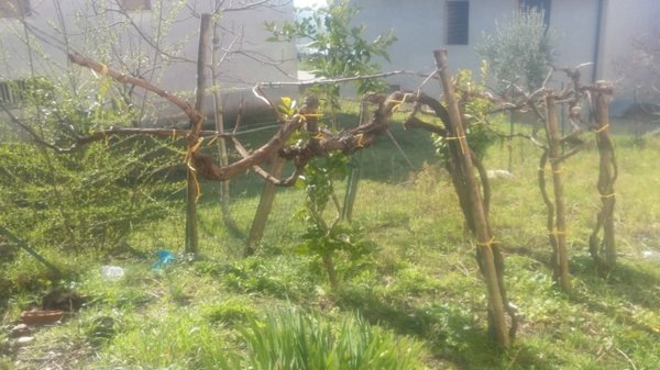 terreno agricolo in vendita a Paternopoli