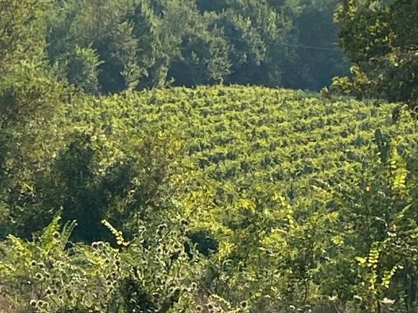 terreno agricolo in vendita a Petruro Irpino