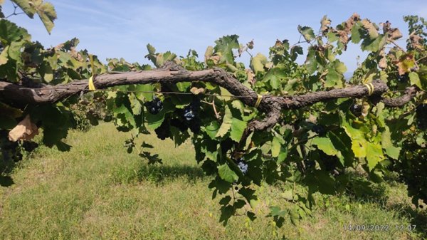 terreno agricolo in vendita a Pietradefusi