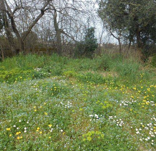 terreno agricolo in vendita a Pietradefusi
