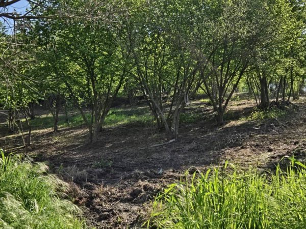 terreno agricolo in vendita a Pratola Serra