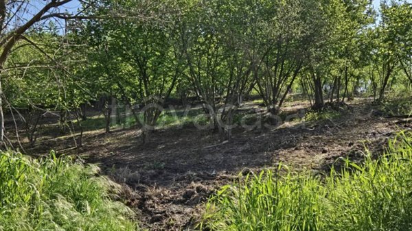 terreno agricolo in vendita a Pratola Serra