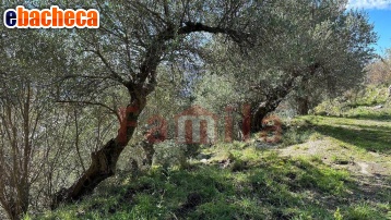 terreno agricolo in vendita a Quadrelle