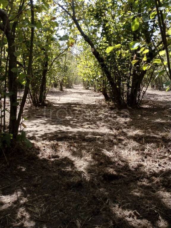 terreno agricolo in vendita a San Mango sul Calore