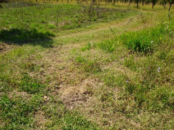terreno agricolo in vendita a San Martino Valle Caudina