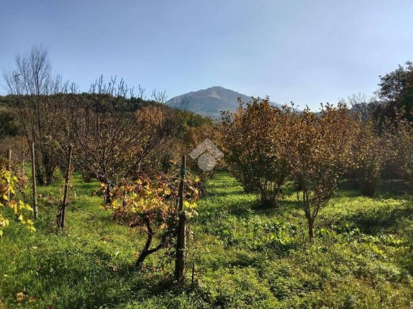 terreno agricolo in vendita a San Potito Ultra