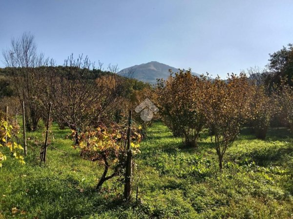 terreno agricolo in vendita a San Potito Ultra