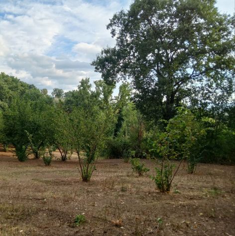 terreno agricolo in vendita a San Potito Ultra