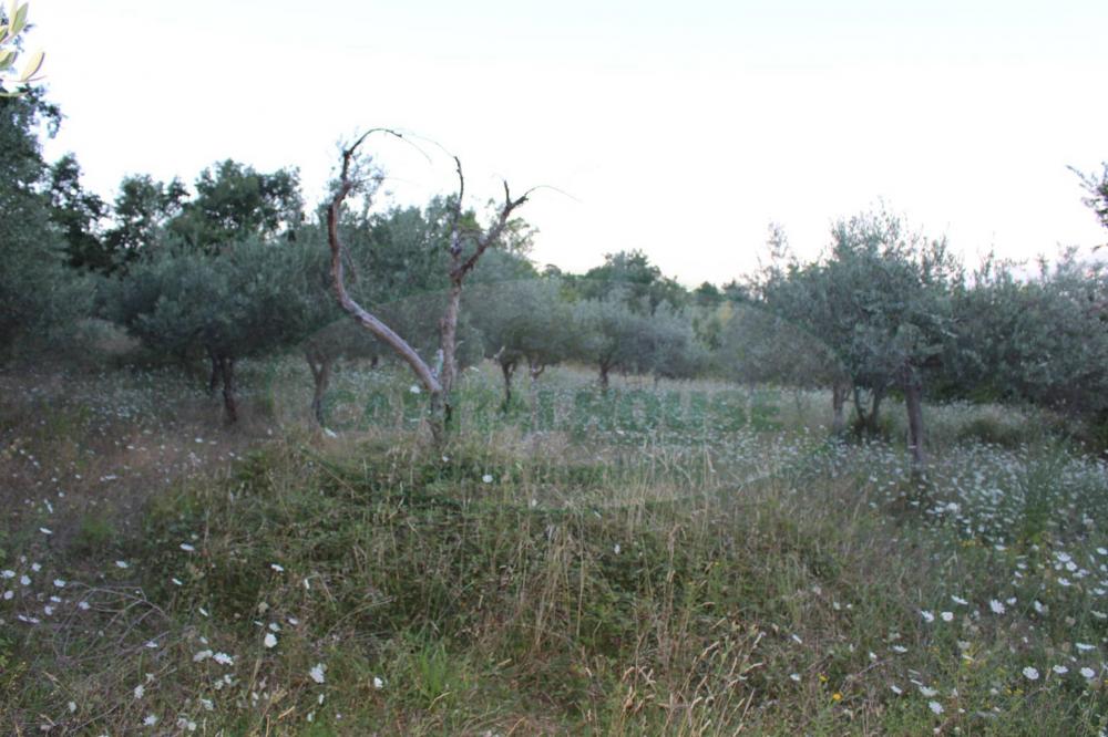 terreno agricolo in vendita a Sant'Angelo a Scala