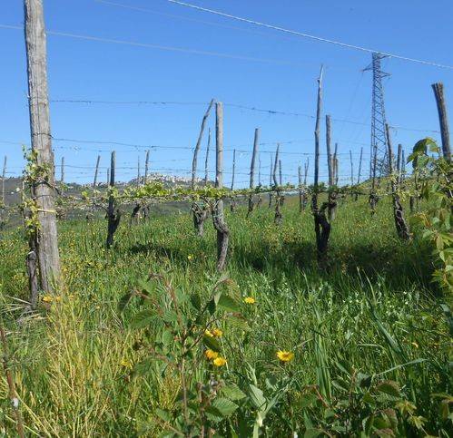 terreno agricolo in vendita a Santa Paolina