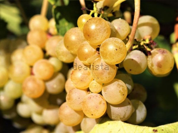 casa indipendente in vendita a Santa Paolina