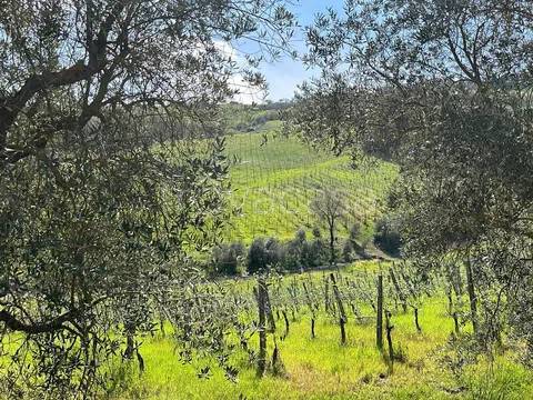 terreno agricolo in vendita a Santa Paolina in zona Sala