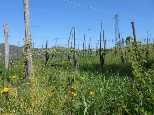 terreno in vendita a Santa Paolina in zona Sala