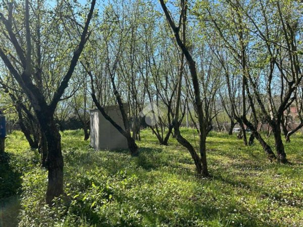 terreno agricolo in vendita a Santo Stefano del Sole