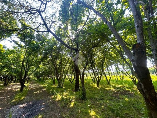 terreno agricolo in vendita a Santo Stefano del Sole
