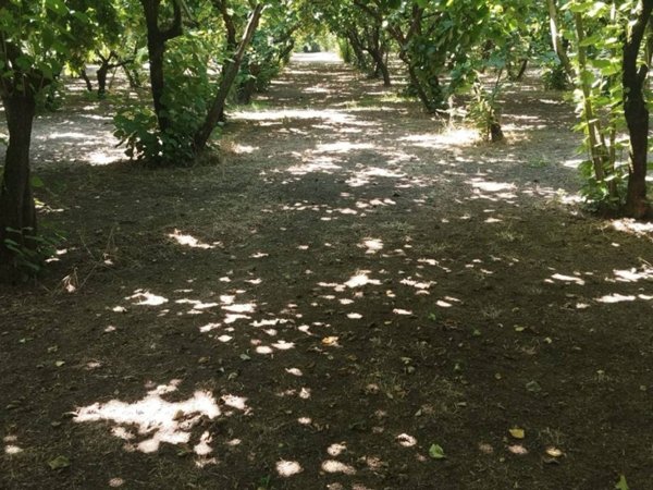 terreno agricolo in vendita a Santo Stefano del Sole