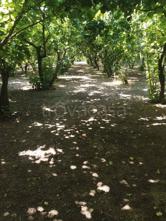 terreno agricolo in vendita a Santo Stefano del Sole