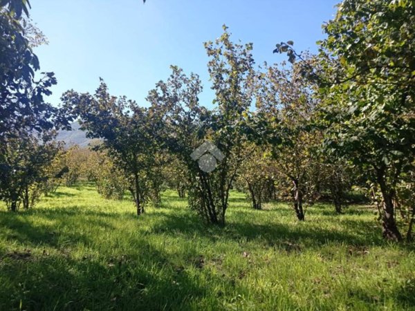 terreno agricolo in vendita a Serino