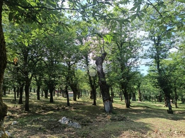 terreno agricolo in vendita a Serino
