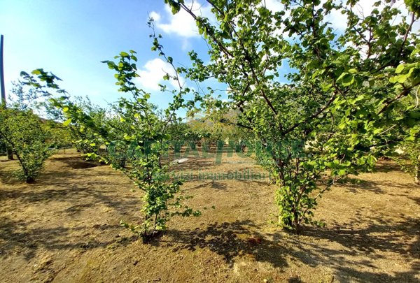 terreno agricolo in vendita a Sirignano