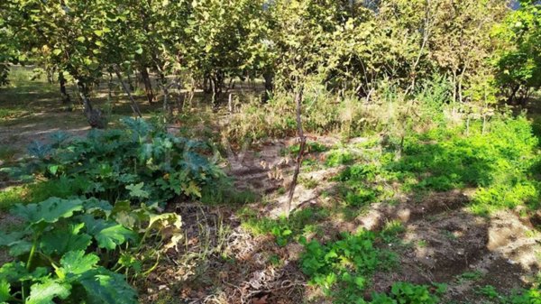 terreno agricolo in vendita a Sirignano