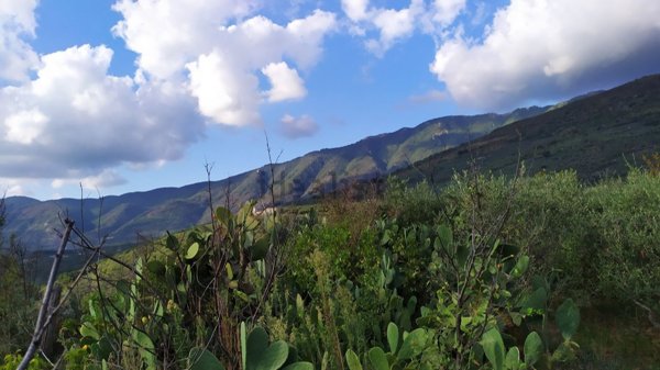 terreno agricolo in vendita a Sirignano