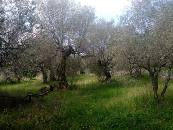 terreno agricolo in vendita a Sirignano
