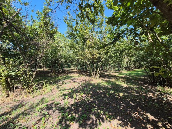 terreno agricolo in vendita a Sorbo Serpico