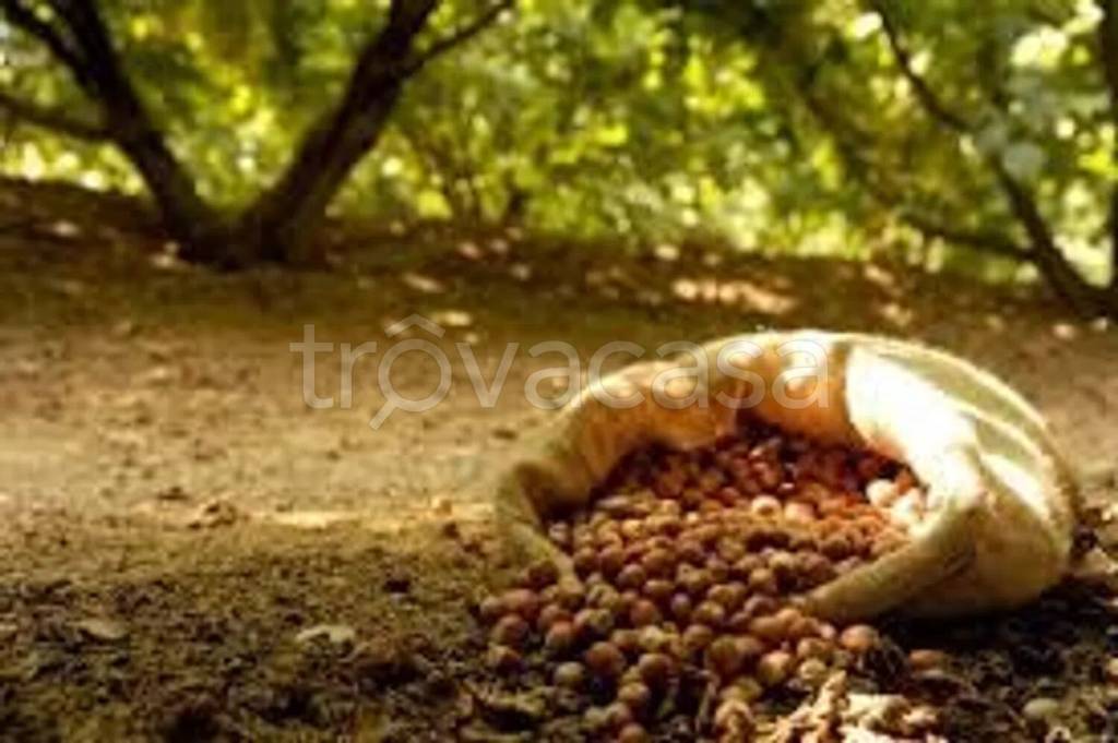 terreno agricolo in vendita a Summonte in zona Starze