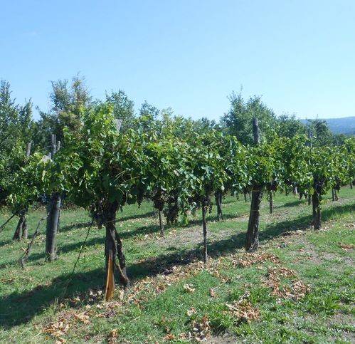 terreno agricolo in vendita a Taurasi