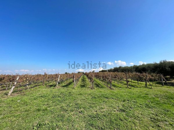 terreno agricolo in vendita a Taurasi