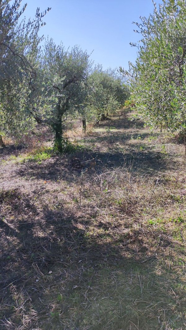 terreno agricolo in vendita a Taurasi