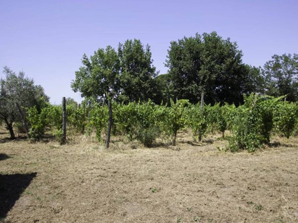 terreno agricolo in vendita a Taurasi
