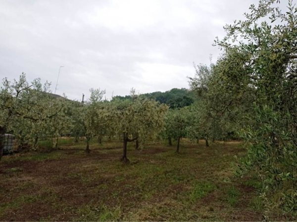 terreno agricolo in vendita a Torre Le Nocelle