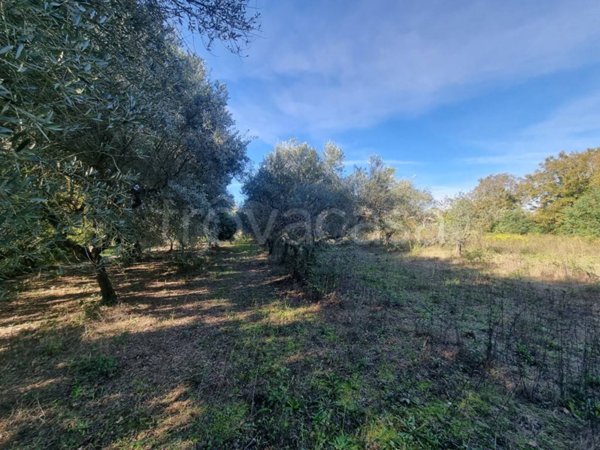 terreno agricolo in vendita a Torre Le Nocelle