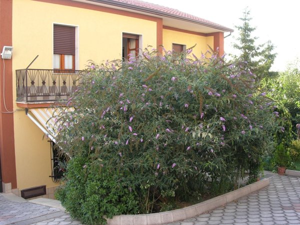 casa indipendente in vendita a Villanova del Battista